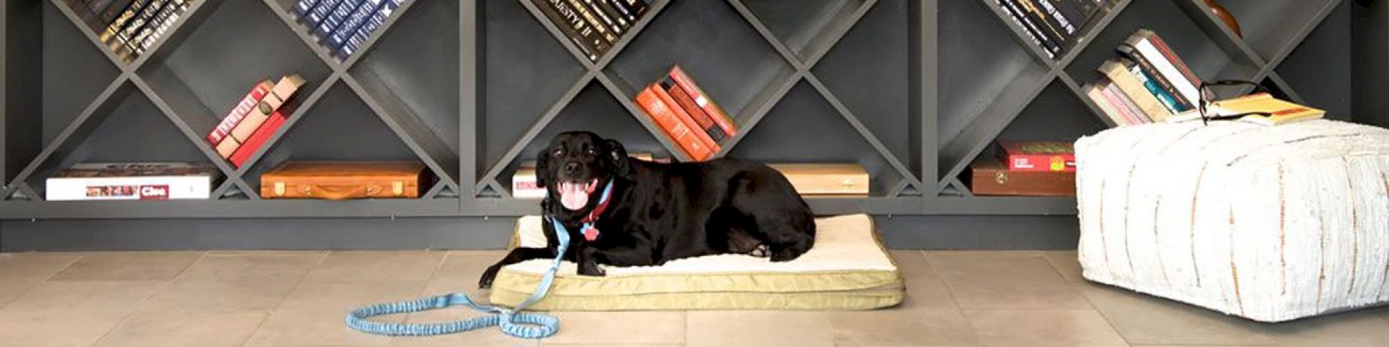 An organized grid bookshelf houses various books and decor items. At the bottom, a black dog lies on a cushion near a white pouf.