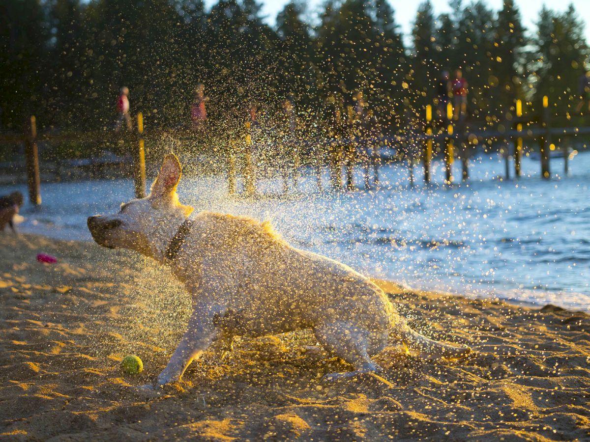A dog shakes off water on a sandy beach as sunlight catches the spray, with a lake and a dock with people in the background.