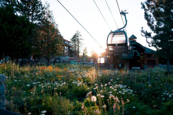 A scenic image of a cable car passing over a field of wildflowers with buildings and trees in the background, bathed in the light of the setting sun.