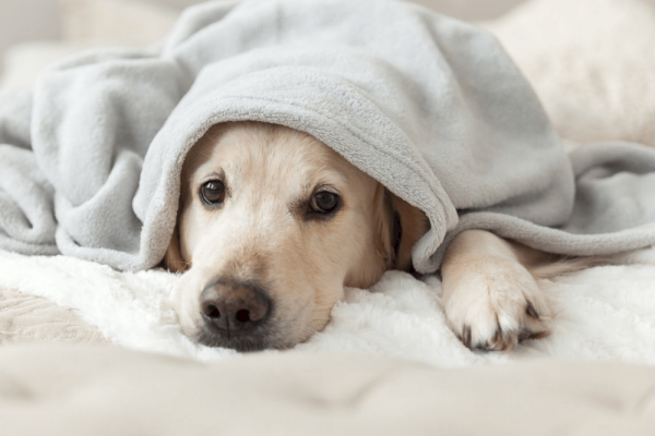 A dog lies on a bed, partially covered with a gray blanket, looking cozy and relaxed.